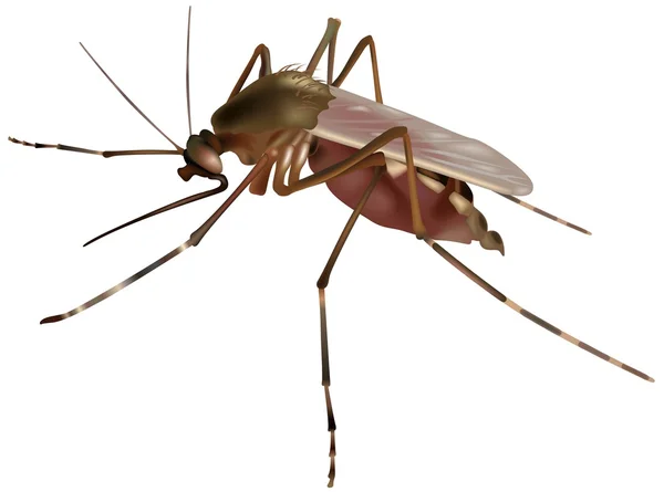 Mosquito. — Archivo Imágenes Vectoriales
