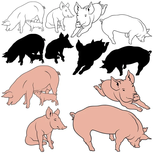Recogida de cerdos — Archivo Imágenes Vectoriales