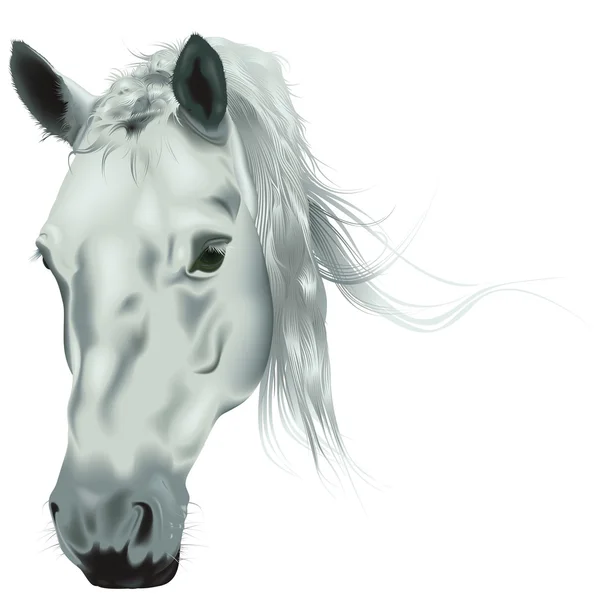Cabeza de caballo blanco — Vector de stock