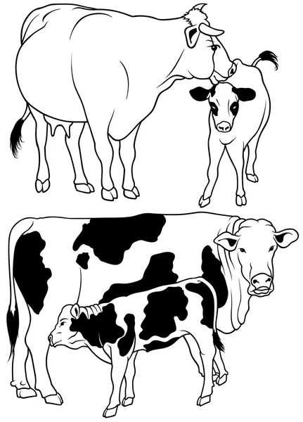 Cow Collection — Stock Vector