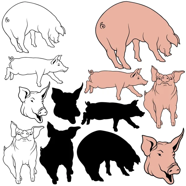 猪集合 — 图库矢量图片