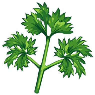 Parsley clipart