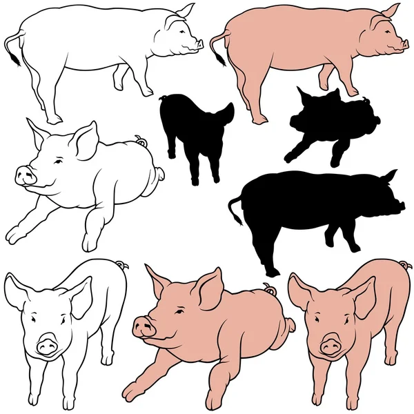 Schweinesammlung — Stockvektor