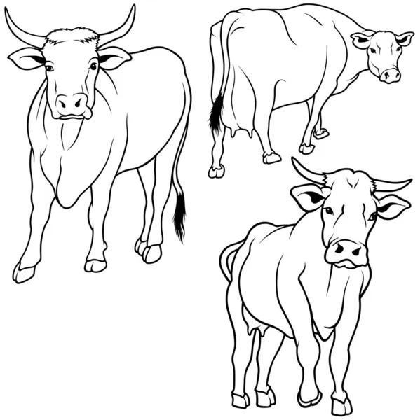 牛集合 — 图库矢量图片