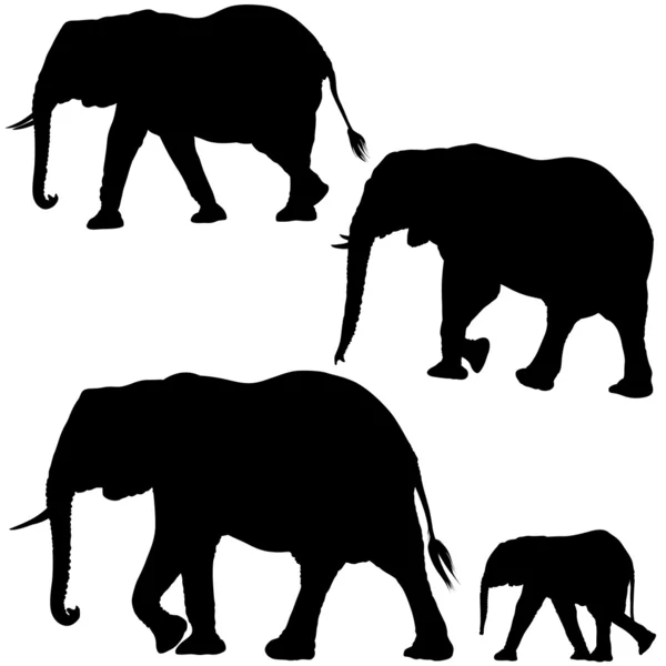 Kolekce slon — Stockový vektor