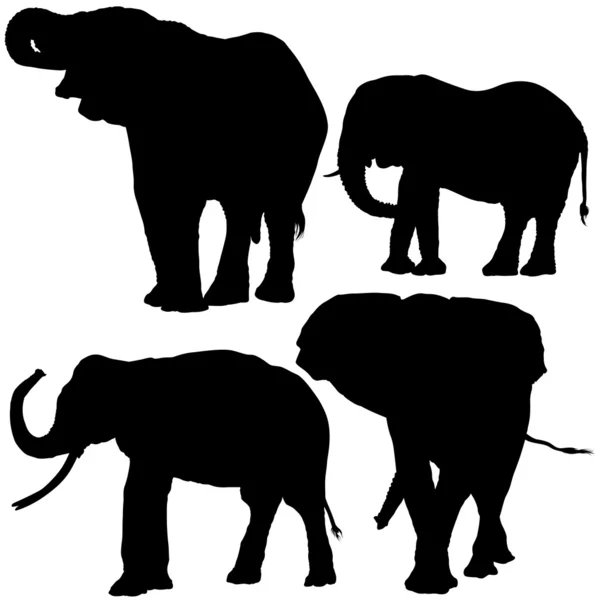 Elefant samling — Stock vektor