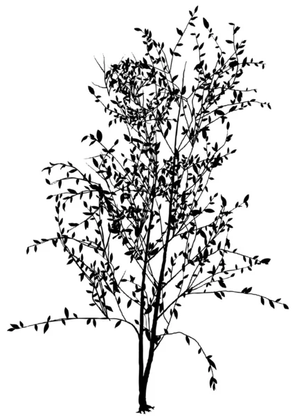 落葉性の高木 — ストックベクタ