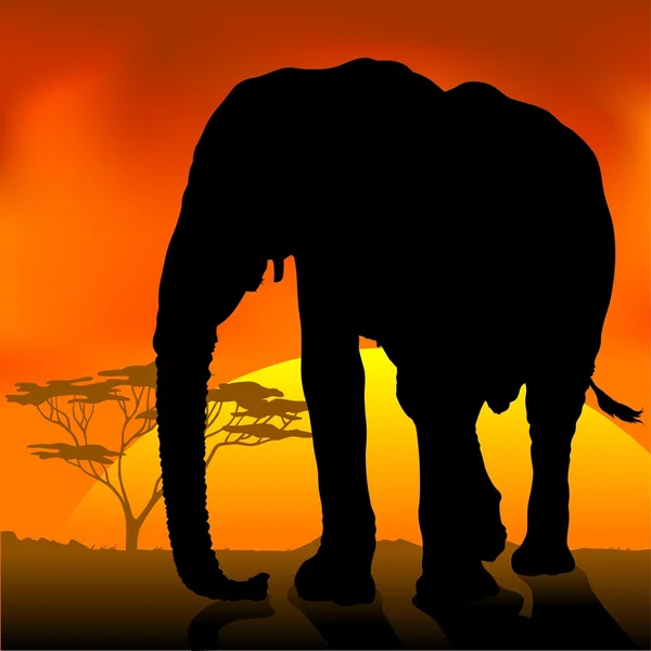Elephant Sunset — Stock Vector