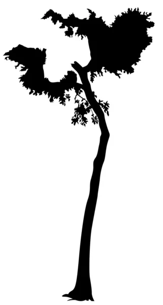 Лиственничное дерево — стоковый вектор