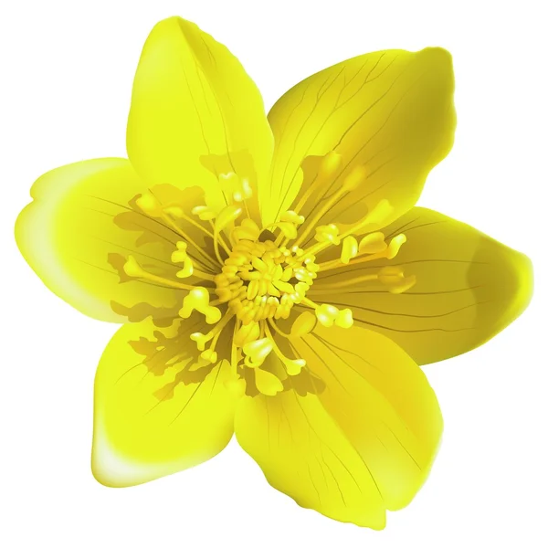 Yellow Flower — Stock Vector