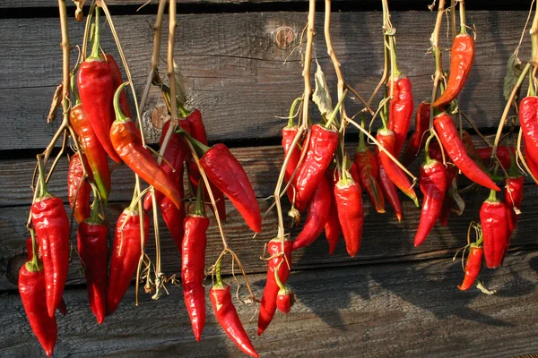 stock image Сhilly peppers.