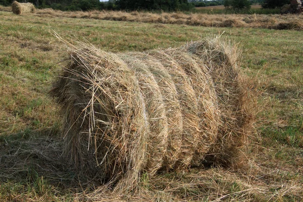 Hay. — Stock Photo, Image