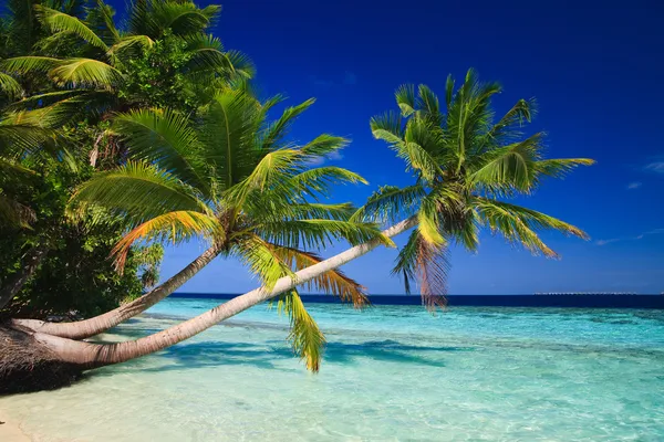 Tropisch paradijs op de Malediven Stockfoto