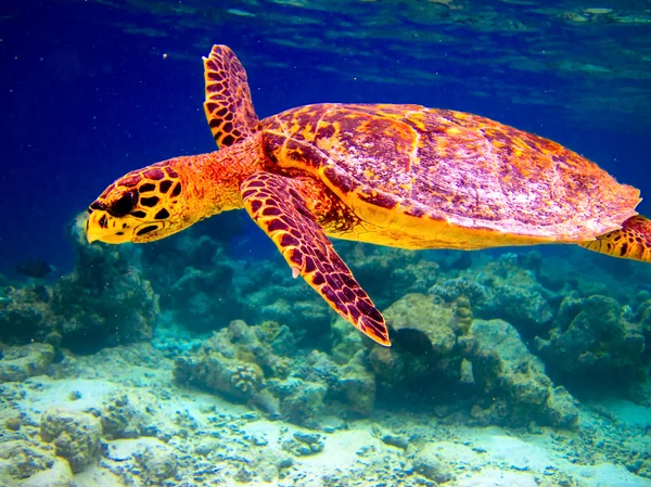 Hawksbill Turtle nadando como volando — Foto de Stock