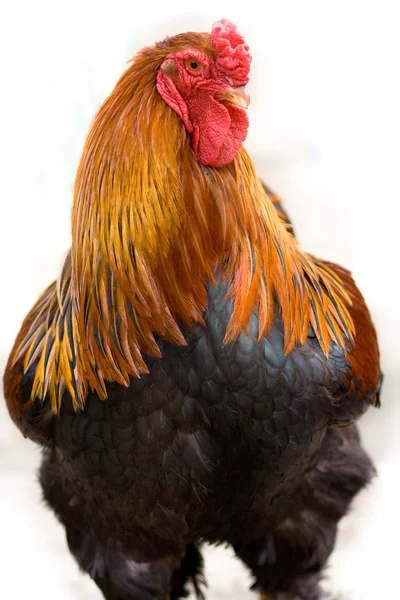 stock image Verry nice young hen