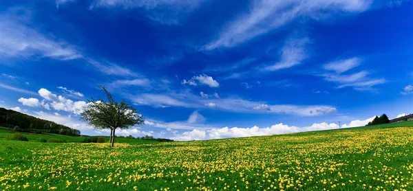 春の風景 - 緑の野原 ストック写真
