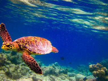 Hawksbill Turtle swiming like flying clipart