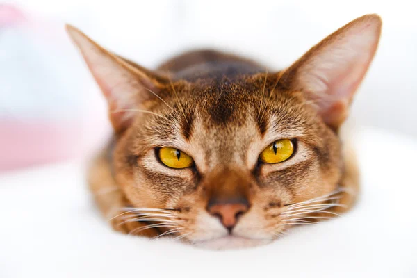 Юный абиссинский кот — стоковое фото