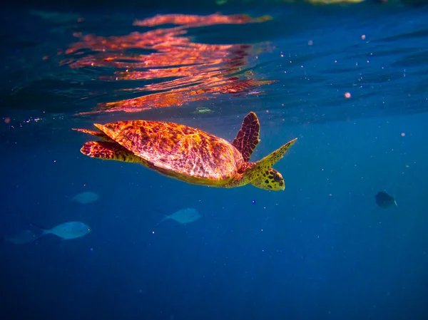 Hawksbill Turtle swiming like flying — Stock Photo, Image
