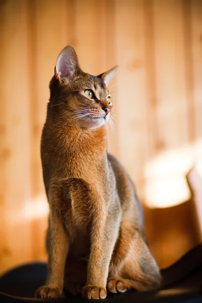 Młody brązowy kot Abisyński na char — Zdjęcie stockowe