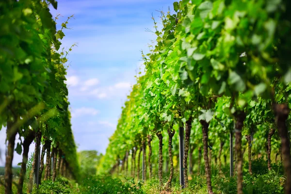 Filas de viñedos en Alemania — Foto de Stock