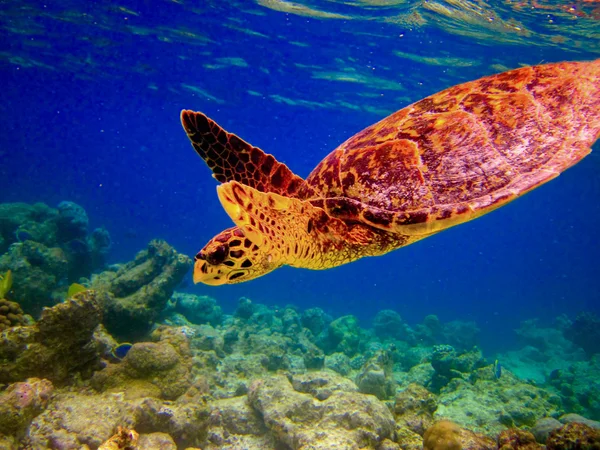 Karetschildpad zwemmen als vliegen — Stockfoto