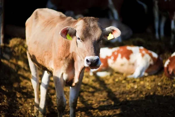 Zvíře: kráva na zemědělské půdě — Stock fotografie