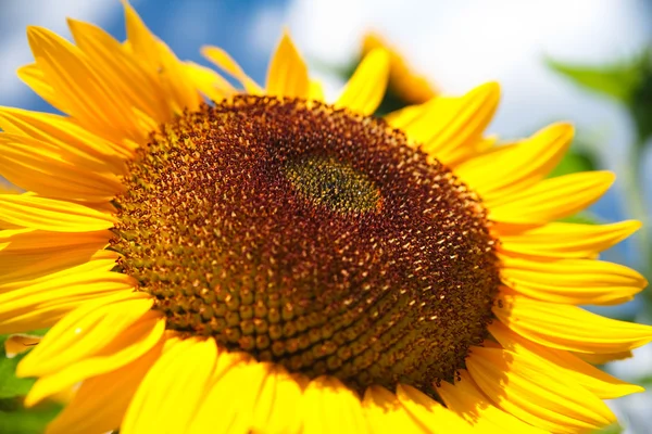 Fresh sunflower — Stock Photo, Image