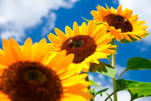 Čerstvý slunečnice na modré obloze — Stock fotografie