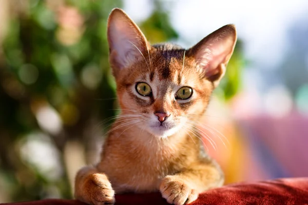 Young abessinier cat in action — Stock Photo, Image
