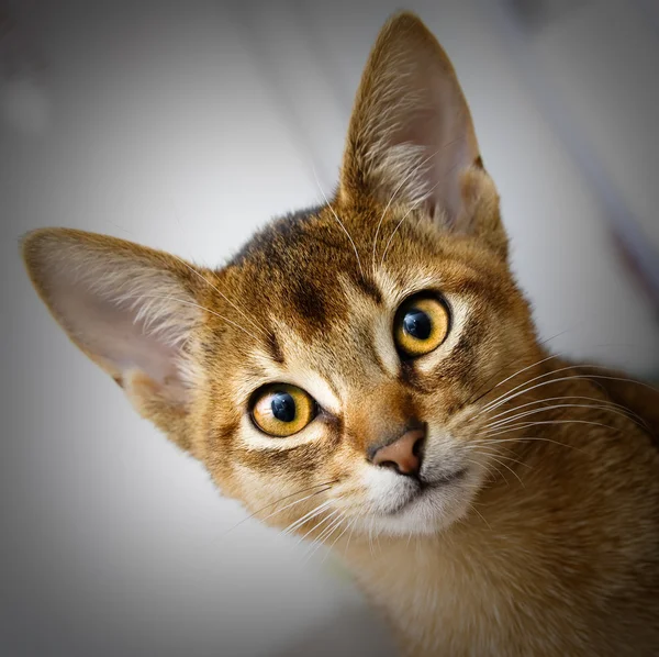 Genç abessinier kedi içinde hareket — Stok fotoğraf