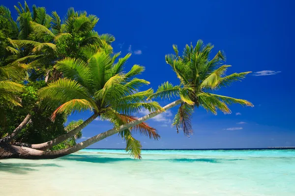Tropisk paradis på Maldivene – stockfoto