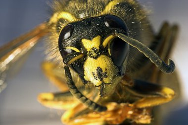 Killer bee clipart