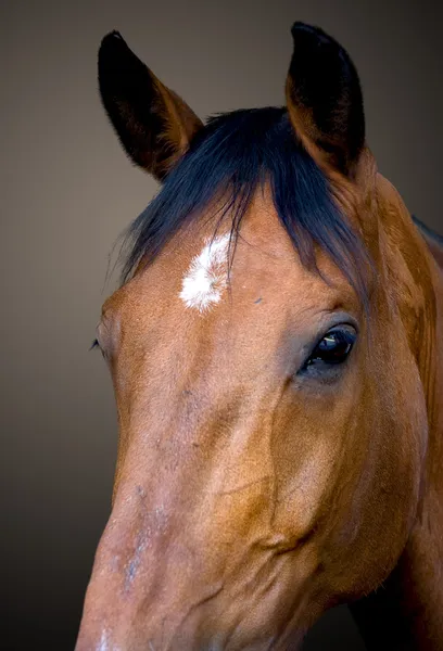 Hlava portrét koně — Stock fotografie