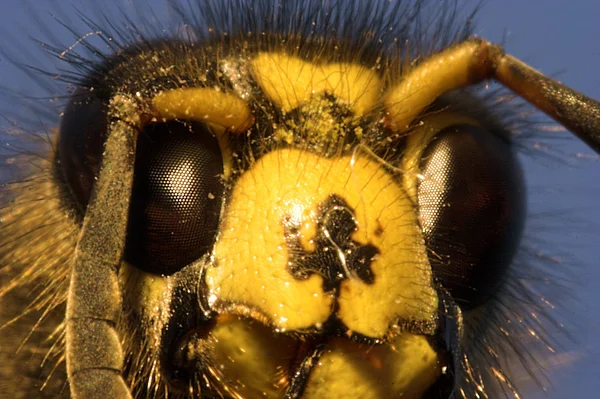 Une abeille tueuse — Photo