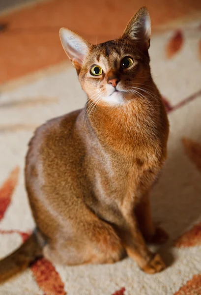 Kucing Abyssinian — Stok Foto