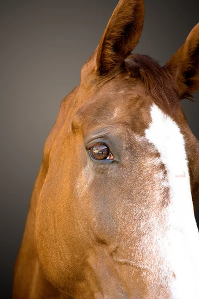 Paard hoofd portret — Stockfoto