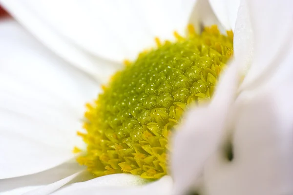Biały kwiat — Zdjęcie stockowe