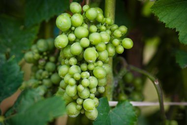 Vineyard satırları Almanya