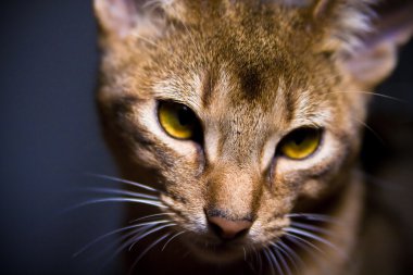 Genç abessinier kedi içinde hareket