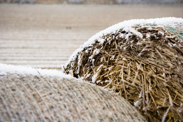 Winter veld — Stockfoto