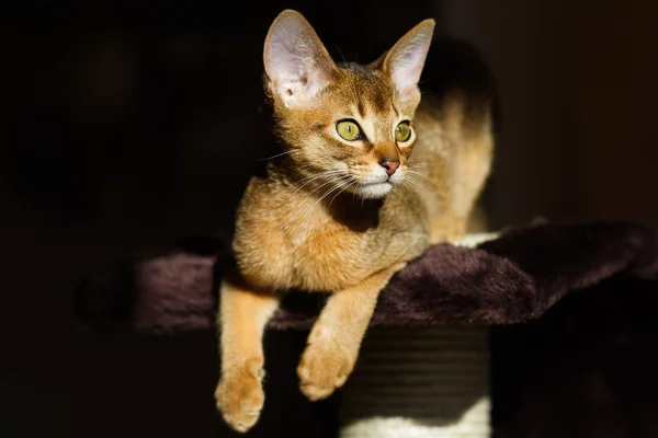Young abessinier cat in action — Stock Photo, Image