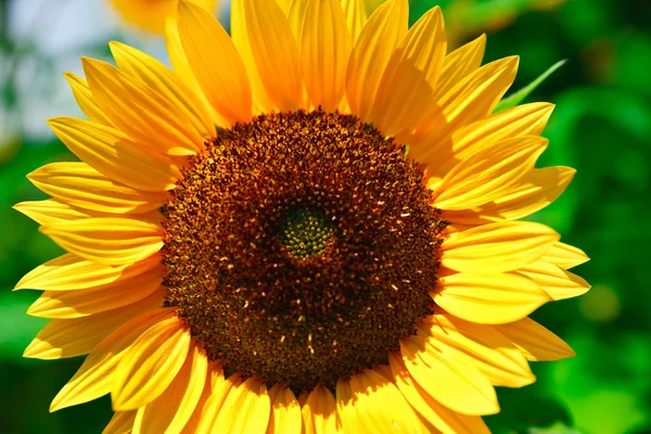 Čerstvé slunečnice — Stock fotografie