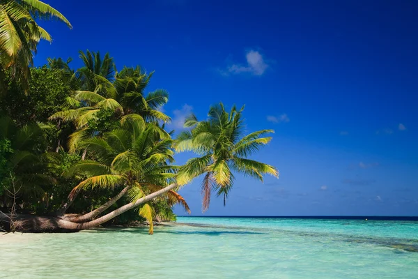 Тропический рай на Мальдивах — стоковое фото