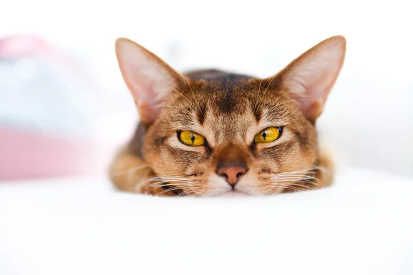 Junge abyssinische Katze — Stockfoto