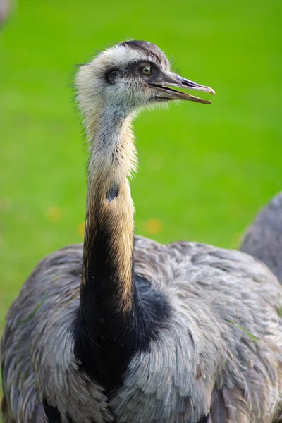 Avestruz mostrando cabeça e pescoço — Fotografia de Stock