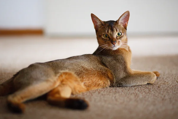 Abessinialainen kissa — kuvapankkivalokuva