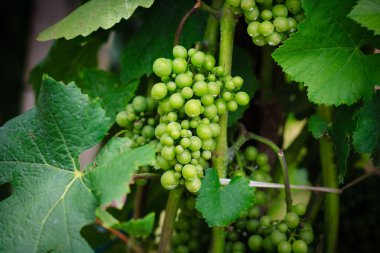 Vineyard satırları Almanya