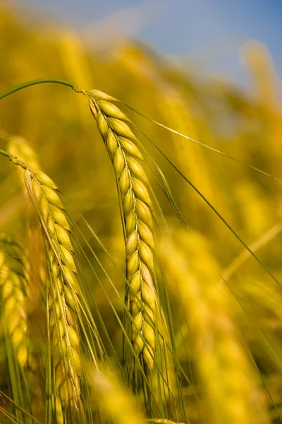 Жёлтое зерно — стоковое фото
