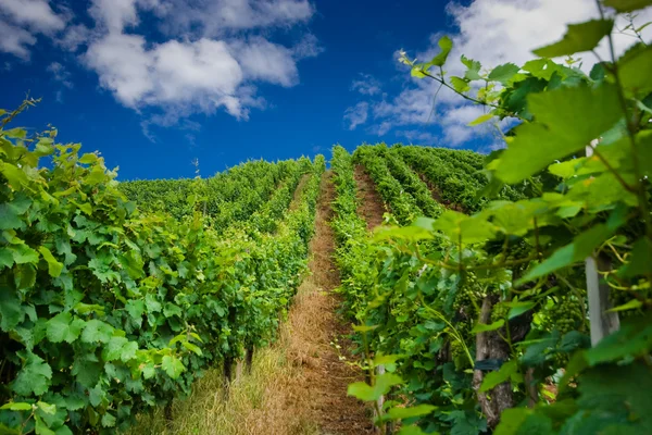 Filas de viñedos en Alemania — Foto de Stock